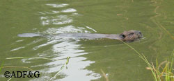 A beaver swimming in a slough off the Chena River near Fairbanks Riley Woodford photo