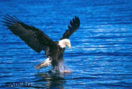 An eagle swoops down to grab a fish Eagles weigh 8 to 12 pounds and can carry about three or four pounds ADFampG photo