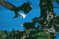 Herring and other small fish are the bread and butter for bald eagels in coastal Alaska ADFampG photo