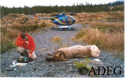 Capturing and tagging elk for research