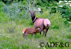 A radio collared cow elk and her calf Larry Van Daele photo