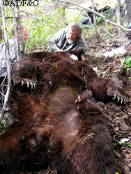 Wildlife biologist Sean Farley works with a sedated brown bear