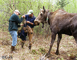 Carl Koch and Tom Lohuis Director of the MRC at the Moose Research Center weighing a moose calf while mom looks on