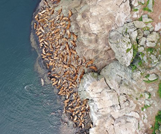 Drone view above a Steller sea lion rookery at Lowry Island in Southeast Alaska