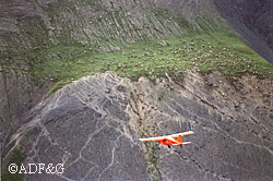 Hundreds of caribou dot the trails and the green bench on the hillside during the census