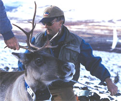 Helicopter pilot Rick Swisher helps with body measurements for an adult female caribou