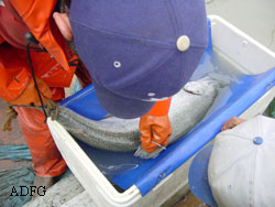 A freshly tagged Sikine River king salmon  Note the blue spaghetti tag attached near the dorsal fin