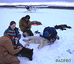 Wolves in one of the Blair Lakes packs are immobilized examined and treated for lice ADFampG veterinarian Kimberlee Beckmen biologist Craig Gardner and college intern Kimberly Dullen are assisted by the pilot