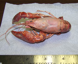 Dead crawfish found on the bank of the Kenai River last July  This crawfish was likely cooked during a Cajun crawfish boil