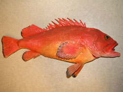 A Yelloweye Rockfish In Southeast Alaska rockfish were harvested during the winter and early spring when it was difficult to obtain fresh fish