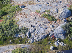 An aerial view of the black bear with the goat collar