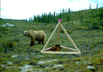 A motiontriggered trail camera captured this picture of a grizzly bear in Canada investigating a hair snare site