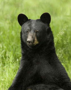 Bears will eat honey if they can but grizzly and black bears eat mostly vegetation insects berries and meat  especially salmon scavenged winter killed animals and   young moose caribou and deer