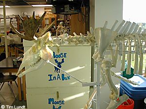 An articulated moose skeleton prepared by Tim Lundts biology class