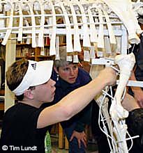 Burchell students in the first stage of preparing the skeletons for the anatomy kits