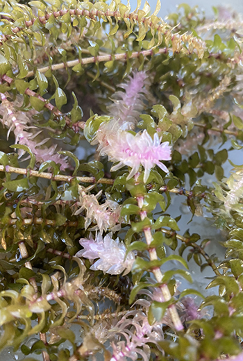 emFigure 7 Elodea unable to photosynthesize light into energy after fluridone treatment 2020 ADNRem