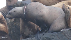 A sea lion with a plastic packing band around its neck Biologists recommend mariners cut any loop in rope or banding material to prevent injury to marine mammals
