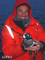 Biologist Dan Rosenberg with a harlequin duck