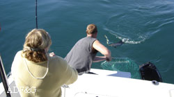 A fishing charter captain nets a coho salmon for a client in Southeast Alaska