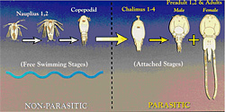 The life stages of Lepeophtheirus salmonis the sea louse most commonly found on salmon Their life cycle is 78 weeks Image from University of Prince Edward Island