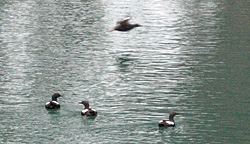Pigeon guillemots are one of the most abundant diving seabirds in Southeast Alaska and they are one of the most common seabirds in the west