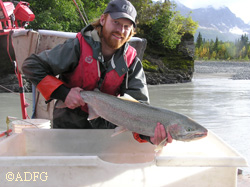 Fishery technician Loren St Amand with a nice Copper River steelhead