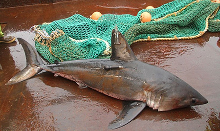 A male salmon shark with two tags shortly before his release back into the sea Photo courtesy Sabrina Garcia