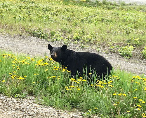 A black bear eats dandelions beside a trail