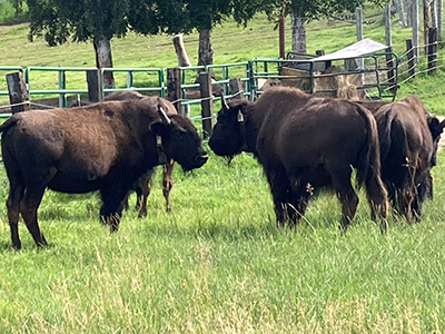 Yearling wood bison at LARS in Fairbanks just before their transport to the Innoko in July of 2022
