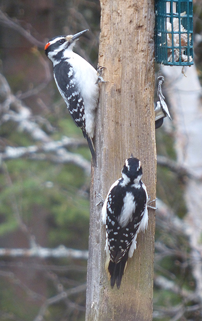 Hairy woodpeckers  Woodpeckers like to rest their tails against the vertical surface as they feed They have specialized quotbuttressingquot tail feathers for support Tim Bowman photo
