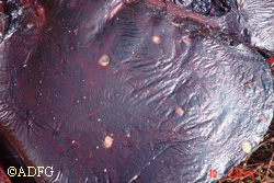 A moose liver with taenia cysts