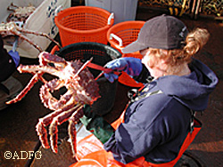 A trainee in the Crab Fishery Observer program measures a crab