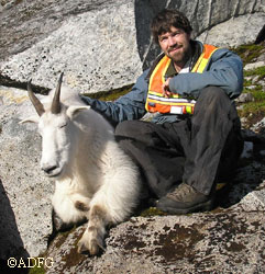 Mountain goat researcher Kevin White contributed to the Mountain Goat Identification Quiz and took many of the pictures in the guide He is shown here with a newly collared subject north of Juneau