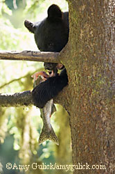 Bears often drag salmon into the woods and eat only parts of the fish making the rest available to other animals and to plants which benefit significantly from the nutrients Amy Gulick photo
