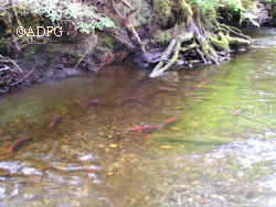 Sockeye salmon returning to spawn When they return salmon become a veritable conveyor belt for nutrients