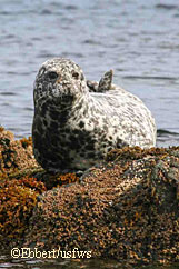 Harbor seal numbers have declined significantly in Alaska particularly in the Aleutians