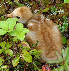 A young sandhill colt A pair of adults with this recentlyhatched chick was discovered in June on the southern Southeast Alaska mainland at Frosty Bay on the Cleveland Peninsula  Paula Rak photo