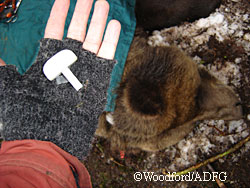 An RFID tag before its attached to a brown bear Photo by Riley Woodford