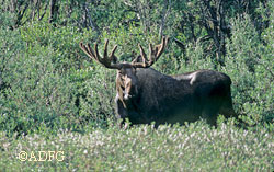 In 2007 Alaskans took home 90 percent of the 7400 total moose harvested About 6750 moose were harvested by Alaskans and 685 by nonresident hunters