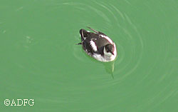 A young marbled murrelet in Harris Harbor in Juneau