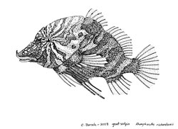 An illustration of a grunt sculpin by Catie Bursch
