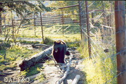 A black bear at the Alaska Wildlife Conservation Center where much of the Bear Feeding Frenzy program was filmed The car destruction scenes were filmed in the black bear enclosure Photo by Riley Woodford