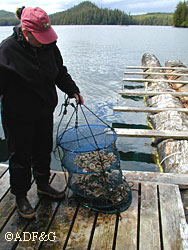 Sandra Marker an aquatic farmer in Jinhi Bay holding a lantern net a type of suspended culture gear used to grow oysters