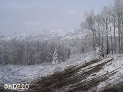 Nearly 500 acres of aspen stands have been cut in the Matanuska Valley Moose Range to benefit ruffed grouse and this also benefits moose