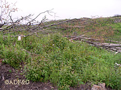 Cutting aspen creates new aspen growth which is good for grouse