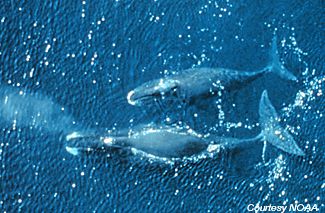 The population of bowhead whales in the Western Arctic known as the BeringChukchiBeaufort Sea stock has doubled in number in recent decades More than 10000 now swim in Alaska waters