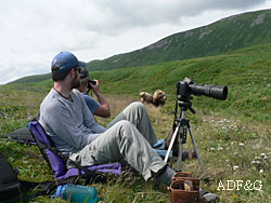 Wildlife watchers viewing bears