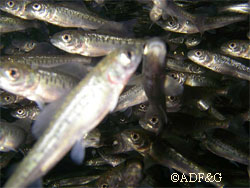 The hatchery has been successful with especially hard to raise fish such as grayling