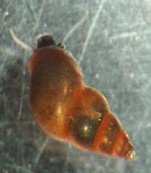 Live New Zealand mud snail Photo by DL Gustafson