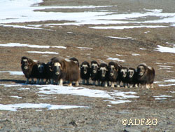 The population of muskox on the Seward Peninsula is growing Photo by Sue Steinacher